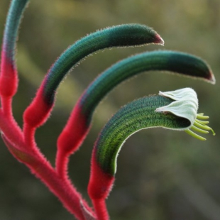 Anigozanthus manglesii